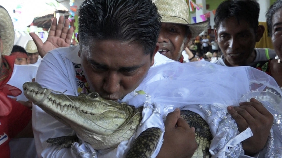 Un alcalde mexicano se casó con un caimán hembra: "No puede haber matrimonio si no se aman ».