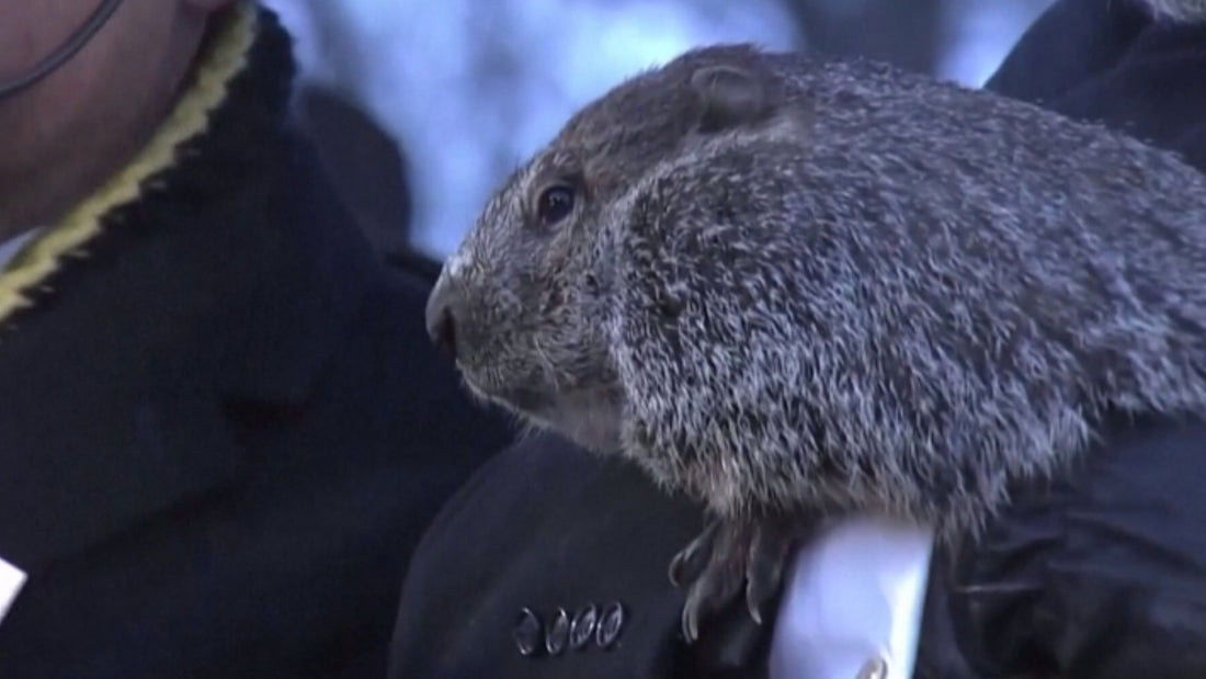 La marmota meteorológica Fred ha muerto: no pudo predecir la duración del invierno