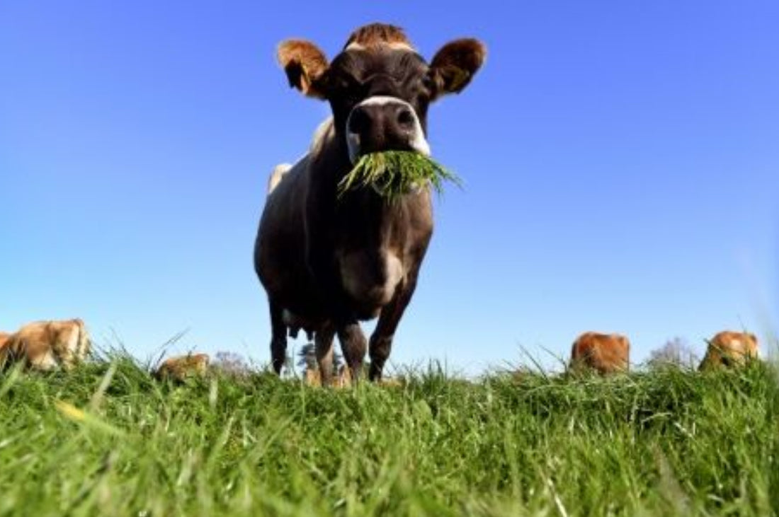 Nueva Zelanda quiere gravar los pedos de vaca