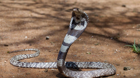 Todo sucedió en un instante: atacado por una cobra en la India, un niño de 8 años la muerde para defenderse... y la mata